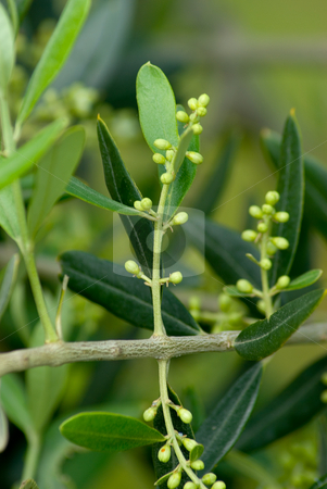 To use this stock image in your creative project, please select the size you need over to the right and click the "Add to Cart" button.
Your downloaded image will come with the Cutcaster watermark removed so don’t worry about the watermark you see on this page. Olive stock photo, Der Olivenbaum (Olea europaea), auch Echter ?lbaum, ist ein mittelgro?er, im Alter oft knorriger Baum aus der Gattung der ?lb?ume (Olea), die zur Familie der ?lbaumgew?chse (Oleaceae) geh?rt. - The Olive (Olea europaea) is a species of small tree in the family Oleaceae, native to the coastal areas of the eastern Mediterranean region, from Lebanon, Syria and the maritime parts of Asia Minor and northern Iran at the south end of the Caspian Sea by Wolfgang Heidasch