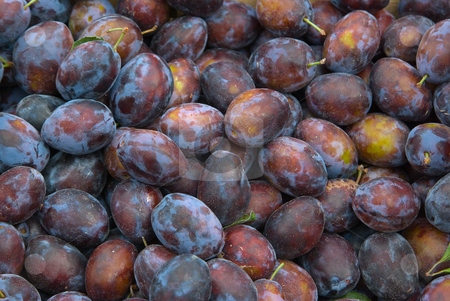 To use this stock image in your creative project, please select the size you need over to the right and click the "Add to Cart" button.
Your downloaded image will come with the Cutcaster watermark removed so don’t worry about the watermark you see on this page. Pflaume, Zwetschge (Prunus domestica) - Plum stock photo, Pflaume ist der Oberbegriff f?r den Formenkreis der Art Prunus domestica und geh?rt zur Familie der Rosengew?chse (Rosaceae). - A plum or gage is a stone fruit tree in the genus Prunus, subgenus Prunus. by Wolfgang Heidasch