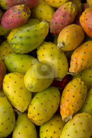 To use this stock image in your creative project, please select the size you need over to the right and click the "Add to Cart" button.
Your downloaded image will come with the Cutcaster watermark removed so don’t worry about the watermark you see on this page. Feigenkaktus (Opuntia ficus-indica) - Indian Fig Opuntia, tuna fruit stock photo, Der Feigenkaktus (Opuntia ficus-indica) ist eine Kakteenart in der Gattung Opuntien (Opuntia) mit essbaren Fr?chten, den so genannten Kaktusfeigen. - Opuntia ficus-indica (Indian Fig Opuntia) is a species of cactus and a long-domesticated crop plant important in agricultural economies throughout arid and semiarid parts of the world. Indian Fig Opuntia is grown primarily as a fruit crop, but also for the vegetable nopales and other uses. by Wolfgang Heidasch