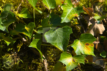 To use this stock image in your creative project, please select the size you need over to the right and click the "Add to Cart" button.
Your downloaded image will come with the Cutcaster watermark removed so don’t worry about the watermark you see on this page. Efeu (Hedera helix) stock photo, Der Gemeine Efeu oder kurz Efeu (Hedera helix) ist eine Kletterpflanze aus der Gattung Efeu (Hedera) by Wolfgang Heidasch