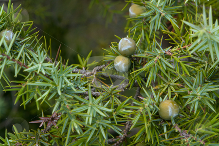 To use this stock image in your creative project, please select the size you need over to the right and click the "Add to Cart" button.
Your downloaded image will come with the Cutcaster watermark removed so don’t worry about the watermark you see on this page. Zedern-Wacholder (J. oxycedrus) stock photo, Wacholder (Juniperus) ist eine Gattung in der Unterfamilie Cupressoideae aus der Familie der Zypressengew?chse (Cupressaceae). Mit den 50 bis 53 Arten, die dieser Gattung zugerechnet werden, stellt sie fast 40 Prozent der Arten innerhalb der Zypressengew?chse. Quelle: Wikipedia http://de.wikipedia.org/wiki/Wacholder by Wolfgang Heidasch