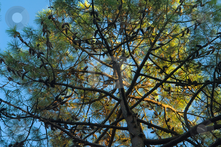 To use this stock image in your creative project, please select the size you need over to the right and click the "Add to Cart" button.
Your downloaded image will come with the Cutcaster watermark removed so don’t worry about the watermark you see on this page. Pinie (Pinus pinea) stock photo, Die Pinie (Pinus pinea), auch Schirmpinie bzw Mittelmeerkiefer genannt, geh?rt zur Gattung der Kiefern (Pinus) aus der Familie der Kieferngew?chse (Pinaceae). Quelle: Wikipedia http://de.wikipedia.org/wiki/Pinie by Wolfgang Heidasch