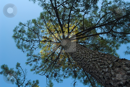 To use this stock image in your creative project, please select the size you need over to the right and click the "Add to Cart" button.
Your downloaded image will come with the Cutcaster watermark removed so don’t worry about the watermark you see on this page. Pinie (Pinus pinea) stock photo, Die Pinie (Pinus pinea), auch Schirmpinie bzw Mittelmeerkiefer genannt, geh?rt zur Gattung der Kiefern (Pinus) aus der Familie der Kieferngew?chse (Pinaceae). Quelle: Wikipedia http://de.wikipedia.org/wiki/Pinie by Wolfgang Heidasch