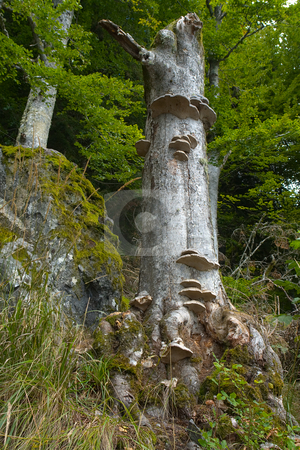 To use this stock image in your creative project, please select the size you need over to the right and click the "Add to Cart" button.
Your downloaded image will come with the Cutcaster watermark removed so don’t worry about the watermark you see on this page. Baumpilz Zunderschwamm (Fomes fomentarius) stock photo, Der Zunderschwamm (Fomes fomentarius) wird auch Wundschwamm, Blutschwamm oder Falscher Feuerschwamm genannt. Es ist ein St?nderpilz, der vor allem Buche und Birke bef?llt und an ihnen Wei?f?ule erzeugt. Er bef?llt als Parasit alte und kranke B?ume, kann aber auf umgest?rzten und abgestorbenen B?umen noch jahrelang weiterwachsen. (Quelle: Wikipedia) by Wolfgang Heidasch