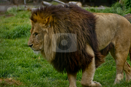 To use this stock image in your creative project, please select the size you need over to the right and click the "Add to Cart" button.
Your downloaded image will come with the Cutcaster watermark removed so don’t worry about the watermark you see on this page. Male African Lion stock photo, Wide shot of a male African lion by Darren Lee