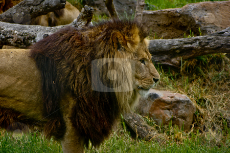 To use this stock image in your creative project, please select the size you need over to the right and click the "Add to Cart" button.
Your downloaded image will come with the Cutcaster watermark removed so don’t worry about the watermark you see on this page. Male African Lion stock photo, Wide shot of a male African lion by Darren Lee