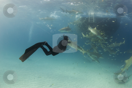 To use this stock image in your creative project, please select the size you need over to the right and click the "Add to Cart" button.
Your downloaded image will come with the Cutcaster watermark removed so don’t worry about the watermark you see on this page. Freediver Wide with Boat and Lemons stock photo, A freediver watches feeding lemon sharks (Negaprion brevirostris) circling behind the boat by A Cotton Photo