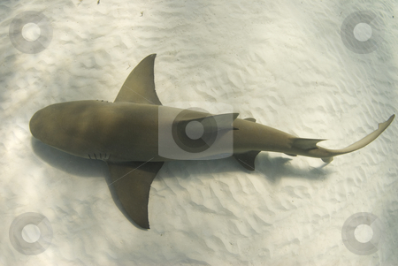 To use this stock image in your creative project, please select the size you need over to the right and click the "Add to Cart" button.
Your downloaded image will come with the Cutcaster watermark removed so don’t worry about the watermark you see on this page. Lemon from Above stock photo, A lemon shark (Negaprion brevirostris) passes underneath along the ocean floor by A Cotton Photo