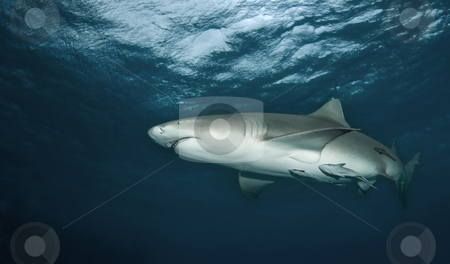 To use this stock image in your creative project, please select the size you need over to the right and click the "Add to Cart" button.
Your downloaded image will come with the Cutcaster watermark removed so don’t worry about the watermark you see on this page. Lemon Shark from Below stock photo, A Lemon Shark (Negaprion brevirostris) passes above with the water's surface in the background by A Cotton Photo