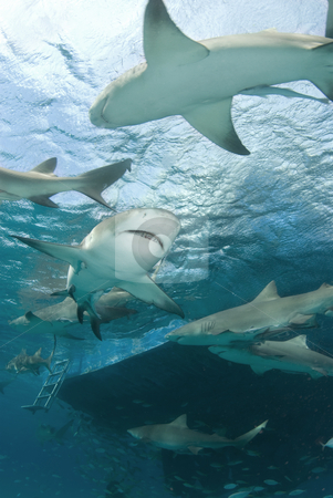 To use this stock image in your creative project, please select the size you need over to the right and click the "Add to Cart" button.
Your downloaded image will come with the Cutcaster watermark removed so don’t worry about the watermark you see on this page. Lemon Sharks Behind Boat stock photo, Lemon Sharks (Negaprion brevirostris) circle behind a boat looking for food by A Cotton Photo
