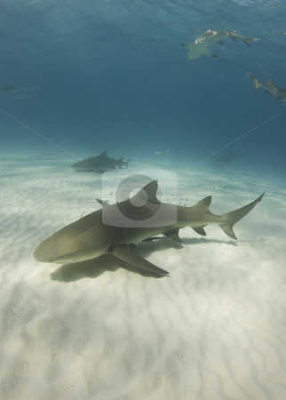 To use this stock image in your creative project, please select the size you need over to the right and click the "Add to Cart" button.
Your downloaded image will come with the Cutcaster watermark removed so don’t worry about the watermark you see on this page. Lemon Sharks stock photo, Lemon Sharks (Negaprion brevirostris) cruise through the ocean in search of food by A Cotton Photo