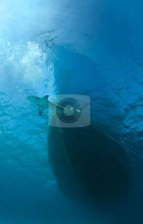 To use this stock image in your creative project, please select the size you need over to the right and click the "Add to Cart" button.
Your downloaded image will come with the Cutcaster watermark removed so don’t worry about the watermark you see on this page. Shark and Boat stock photo, A lone Lemon Shark (Negaprion brevirostris) passes the bow of a boat by A Cotton Photo