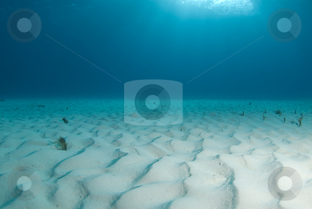 To use this stock image in your creative project, please select the size you need over to the right and click the "Add to Cart" button.
Your downloaded image will come with the Cutcaster watermark removed so don’t worry about the watermark you see on this page. Tiger Beach Seascape stock photo, Background image of the bright white rippled sand on the ocean floor at Tiger Beach by A Cotton Photo