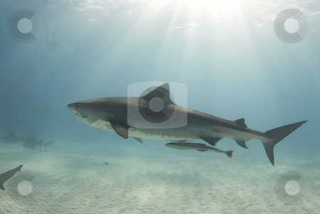 To use this stock image in your creative project, please select the size you need over to the right and click the "Add to Cart" button.
Your downloaded image will come with the Cutcaster watermark removed so don’t worry about the watermark you see on this page. Tiger with Sunrays stock photo, A tigershark (Galeocerdo cuvier) swims through the ocean cast in rays from the sun as it cuts through the water by A Cotton Photo