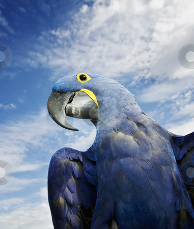 To use this stock image in your creative project, please select the size you need over to the right and click the "Add to Cart" button.
Your downloaded image will come with the Cutcaster watermark removed so don’t worry about the watermark you see on this page. Hyacinth Macaw stock photo, Brilliant blue hyacinth macaw with a yellow ring around its eye. by Scott Griessel