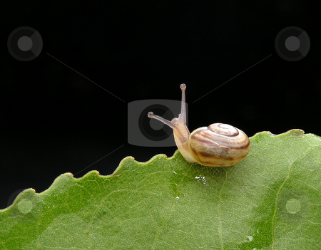 To use this stock image in your creative project, please select the size you need over to the right and click the "Add to Cart" button.
Your downloaded image will come with the Cutcaster watermark removed so don’t worry about the watermark you see on this page. Snail stock photo, Snail on leafs by Marek Kosmal