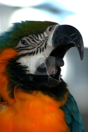 To use this stock image in your creative project, please select the size you need over to the right and click the "Add to Cart" button.
Your downloaded image will come with the Cutcaster watermark removed so don’t worry about the watermark you see on this page. Macaw III stock photo, by Thomas Marchessault