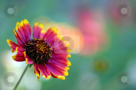 To use this stock image in your creative project, please select the size you need over to the right and click the "Add to Cart" button.
Your downloaded image will come with the Cutcaster watermark removed so don’t worry about the watermark you see on this page. California Blanket Flower stock photo, Red and Yellow California Blanket Flower with natural background by Henrik Lehnerer