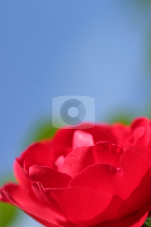 To use this stock image in your creative project, please select the size you need over to the right and click the "Add to Cart" button.
Your downloaded image will come with the Cutcaster watermark removed so don’t worry about the watermark you see on this page. Red Rose Blue Sky stock photo, Red Rose with blue sky in the background. by Henrik Lehnerer