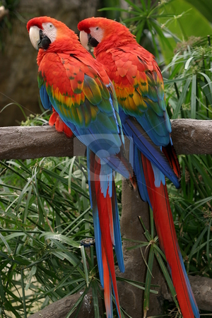To use this stock image in your creative project, please select the size you need over to the right and click the "Add to Cart" button.
Your downloaded image will come with the Cutcaster watermark removed so don’t worry about the watermark you see on this page. Scarlet Macaws stock photo, The Scarlet Macaws is a large colorful parrot. by Henrik Lehnerer