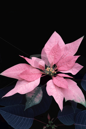 To use this stock image in your creative project, please select the size you need over to the right and click the "Add to Cart" button.
Your downloaded image will come with the Cutcaster watermark removed so don’t worry about the watermark you see on this page. Pink Poinsettia stock photo, Poinsettia (Euphorbia pulcherrima) with pink colored bracts. by Kathy Piper