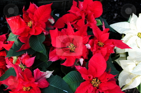 To use this stock image in your creative project, please select the size you need over to the right and click the "Add to Cart" button.
Your downloaded image will come with the Cutcaster watermark removed so don’t worry about the watermark you see on this page. Poinsettia stock photo, Poinsettia plants in full bloom by Tim Markley
