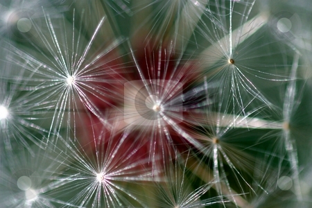 To use this stock image in your creative project, please select the size you need over to the right and click the "Add to Cart" button.
Your downloaded image will come with the Cutcaster watermark removed so don’t worry about the watermark you see on this page. Dandelion Seed Head stock photo, Dandelion full seed head with blurred natural background. by Henrik Lehnerer