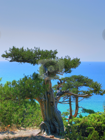 To use this stock image in your creative project, please select the size you need over to the right and click the "Add to Cart" button.
Your downloaded image will come with the Cutcaster watermark removed so don’t worry about the watermark you see on this page. Juniper and sea stock photo, Old juniper and Black sea in Crimea by Roman Vintonyak