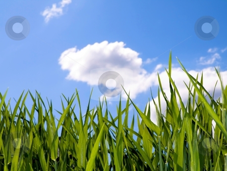 To use this stock image in your creative project, please select the size you need over to the right and click the "Add to Cart" button.
Your downloaded image will come with the Cutcaster watermark removed so don’t worry about the watermark you see on this page. Green wheat field stock photo, Green wheat field at spring under blue with clouds by Laurent Dambies