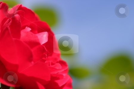 To use this stock image in your creative project, please select the size you need over to the right and click the "Add to Cart" button.
Your downloaded image will come with the Cutcaster watermark removed so don’t worry about the watermark you see on this page. Red Rose stock photo, Red Rose with blue sky in the background. by Henrik Lehnerer