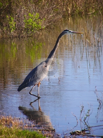 To use this stock image in your creative project, please select the size you need over to the right and click the "Add to Cart" button.
Your downloaded image will come with the Cutcaster watermark removed so don’t worry about the watermark you see on this page. Great blue heron stock photo, A Great blue heron in a bayou by Robert Brown