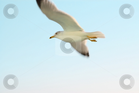 To use this stock image in your creative project, please select the size you need over to the right and click the "Add to Cart" button.
Your downloaded image will come with the Cutcaster watermark removed so don’t worry about the watermark you see on this page. Seagull stock photo, Seagull in flight by Jack Schiffer