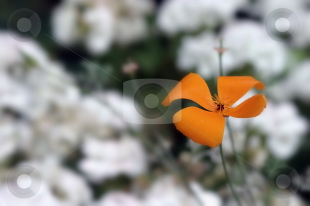 To use this stock image in your creative project, please select the size you need over to the right and click the "Add to Cart" button.
Your downloaded image will come with the Cutcaster watermark removed so don’t worry about the watermark you see on this page. California Poppy stock photo, Orange California Poppy with white blurred flower in the background. by Henrik Lehnerer