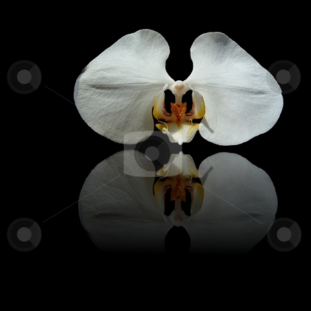 To use this stock image in your creative project, please select the size you need over to the right and click the "Add to Cart" button.
Your downloaded image will come with the Cutcaster watermark removed so don’t worry about the watermark you see on this page. White Reflection stock photo, White orchid with yellow center and reflection on black background. by Henrik Lehnerer