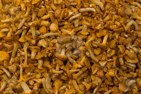 To use this stock image in your creative project, please select the size you need over to the right and click the "Add to Cart" button.
Your downloaded image will come with the Cutcaster watermark removed so don’t worry about the watermark you see on this page. Pfifferling, Eierschwamm Cantharellus cibarius - Golden chanterelle stock photo, Der Pfifferling oder Eierschwamm (Cantharellus cibarius) ist ein Pilz aus der Gattung der Leistlinge (Cantharellus). - Chanterelle or Golden chanterelle (Cantharellus cibarius) is probably the best known species of this genus Cantharellus. by Wolfgang Heidasch