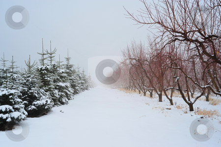 To use this stock image in your creative project, please select the size you need over to the right and click the "Add to Cart" button.
Your downloaded image will come with the Cutcaster watermark removed so don’t worry about the watermark you see on this page. Christmas Tress and Apple Trees stock photo, Snow covered trees of an Apple Orchard and a Christmas tree grove in winter by Lynn Bendickson