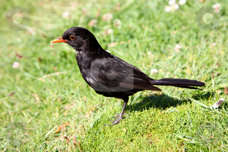 To use this stock image in your creative project, please select the size you need over to the right and click the "Add to Cart" button.
Your downloaded image will come with the Cutcaster watermark removed so don’t worry about the watermark you see on this page. A British blackbird. stock photo, A British blackbird. by Stephen Rees