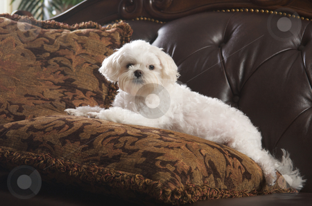 To use this stock image in your creative project, please select the size you need over to the right and click the "Add to Cart" button.
Your downloaded image will come with the Cutcaster watermark removed so don’t worry about the watermark you see on this page. Maltese Puppy Relaxing stock photo, Maltese Puppy Relaxing on Her Pillow on the Couch by Andy Dean