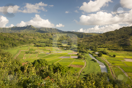 To use this stock image in your creative project, please select the size you need over to the right and click the "Add to Cart" button.
Your downloaded image will come with the Cutcaster watermark removed so don’t worry about the watermark you see on this page. Hanalei Valley and Taro Fields stock photo, Hanalei Valley and Taro Fields on Kauai, Hawaii by Andy Dean