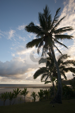 To use this stock image in your creative project, please select the size you need over to the right and click the "Add to Cart" button.
Your downloaded image will come with the Cutcaster watermark removed so don’t worry about the watermark you see on this page. Tropical Sunset with Palm Trees stock photo, Tropical Sunset with Palm Trees and clouds. by Andy Dean