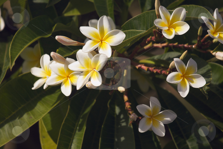 To use this stock image in your creative project, please select the size you need over to the right and click the "Add to Cart" button.
Your downloaded image will come with the Cutcaster watermark removed so don’t worry about the watermark you see on this page. Yellow Plumeria Flowers stock photo, Yellow Plumeria Flowers on the tree in Kauai, Hawaii by Andy Dean