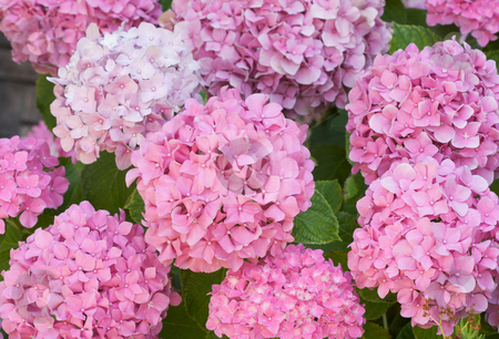 To use this stock image in your creative project, please select the size you need over to the right and click the "Add to Cart" button.
Your downloaded image will come with the Cutcaster watermark removed so don’t worry about the watermark you see on this page. Beautiful Hydrangea Blossoms stock photo, Beautiful Hydrangea Blossoms by Andy Dean