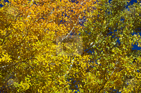 To use this stock image in your creative project, please select the size you need over to the right and click the "Add to Cart" button.
Your downloaded image will come with the Cutcaster watermark removed so don’t worry about the watermark you see on this page. Colorful Aspen Pines stock photo, Colorful Aspen Pines Against Deep Blue Sky by Andy Dean