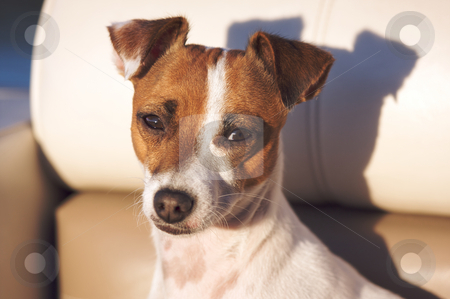 To use this stock image in your creative project, please select the size you need over to the right and click the "Add to Cart" button.
Your downloaded image will come with the Cutcaster watermark removed so don’t worry about the watermark you see on this page. Jack Russell Terrier Portrait stock photo, Jack Russell Terrier Dog Portrait by Andy Dean