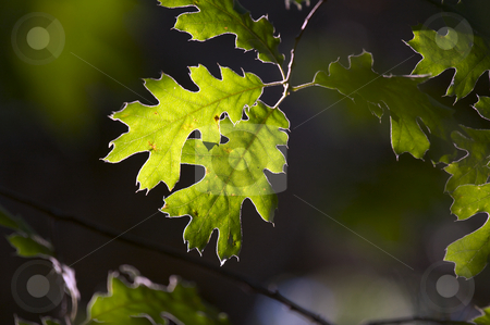 To use this stock image in your creative project, please select the size you need over to the right and click the "Add to Cart" button.
Your downloaded image will come with the Cutcaster watermark removed so don’t worry about the watermark you see on this page. Backlit Oak Leaves stock photo, Backlit Oak Leaves with narrow depth of field. by Andy Dean
