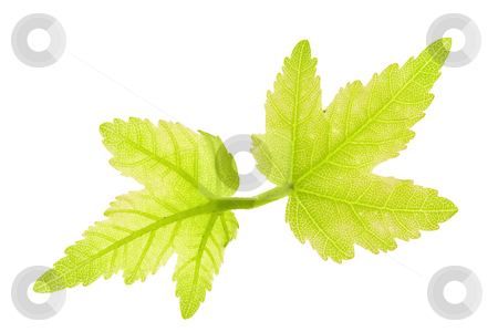 To use this stock image in your creative project, please select the size you need over to the right and click the "Add to Cart" button.
Your downloaded image will come with the Cutcaster watermark removed so don’t worry about the watermark you see on this page. Maple Leaves stock photo, Detail of young leaf blades of a maple by Petr Koudelka