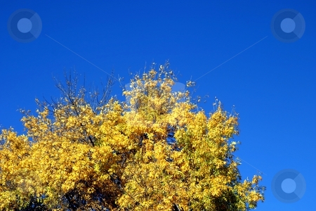 To use this stock image in your creative project, please select the size you need over to the right and click the "Add to Cart" button.
Your downloaded image will come with the Cutcaster watermark removed so don’t worry about the watermark you see on this page. Yellow Autumn Tree stock photo, Yellow autoumn tree with blue sky in the background by Henrik Lehnerer