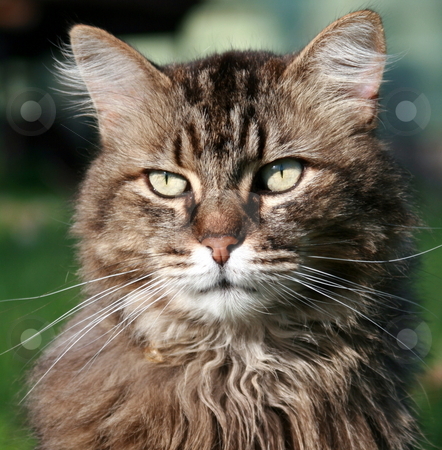To use this stock image in your creative project, please select the size you need over to the right and click the "Add to Cart" button.
Your downloaded image will come with the Cutcaster watermark removed so don’t worry about the watermark you see on this page. Young Cat stock photo, A young cat, in portrait by Tom and Beth Pulsipher