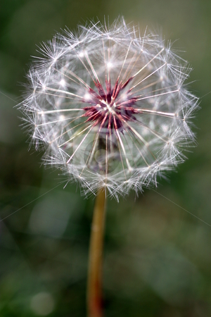 To use this stock image in your creative project, please select the size you need over to the right and click the "Add to Cart" button.
Your downloaded image will come with the Cutcaster watermark removed so don’t worry about the watermark you see on this page. Dandelion Seed Head stock photo, Dandelion full seed head with blurred natural background. by Henrik Lehnerer