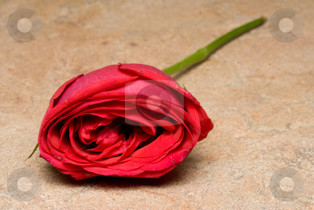To use this stock image in your creative project, please select the size you need over to the right and click the "Add to Cart" button.
Your downloaded image will come with the Cutcaster watermark removed so don’t worry about the watermark you see on this page. Red Rose stock photo, A single red rose for Valentine's day. by Robert Byron